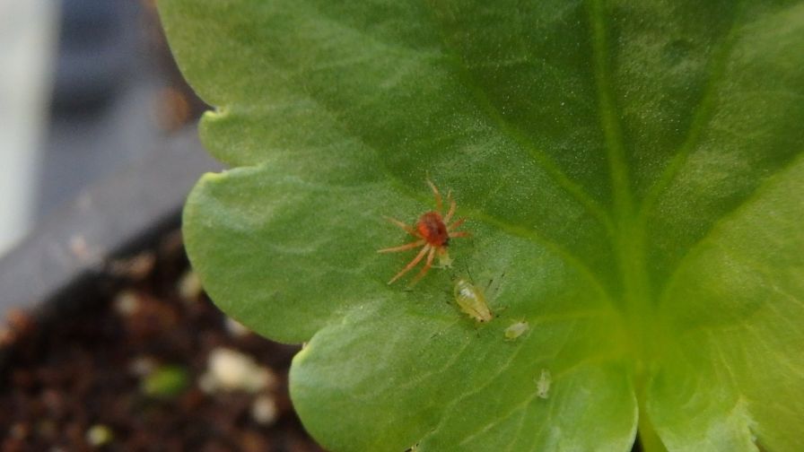 Anystis on Foxglove Aphid
