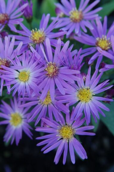 Aster 'Arrested Development' (Intrinsic Perennial Gardens)