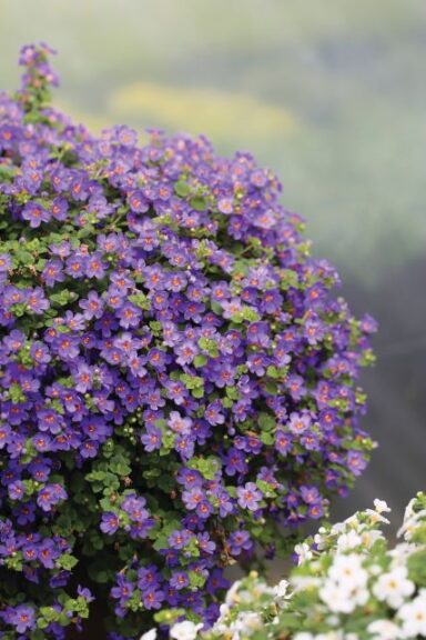 Bacopa 'Epic Blue Improved' (Westhoff)