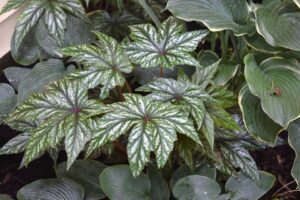 Begonias from Griffin at the 2019 PPA Symposium