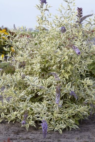 Buddleja 'Butterfly Gold' (Must Have Perennials)
