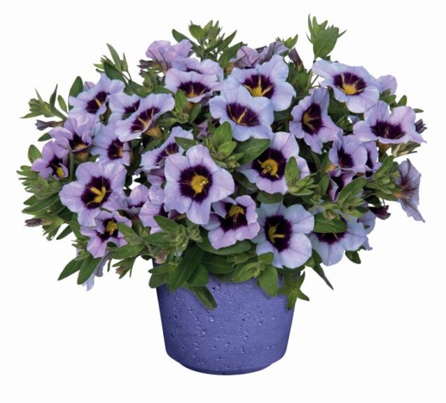 Calibrachoa 'Bloomtastic Serenity' (Dümmen Orange)