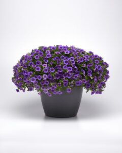 Calibrachoa 'Cabaret Lavender' (Ball FloraPlant)