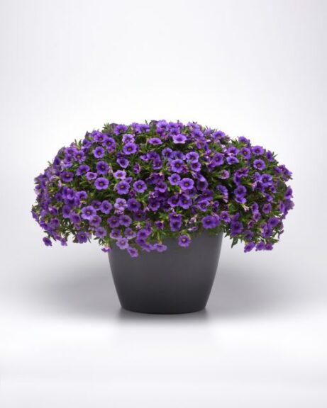 Calibrachoa 'Cabaret Lavender' (Ball FloraPlant)