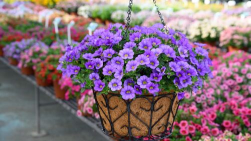 23 Varieties That Can Help You Tap Into the 2022 Color of the Year