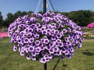 Calibrachoa 'Eyeconic Purple' (Danziger)