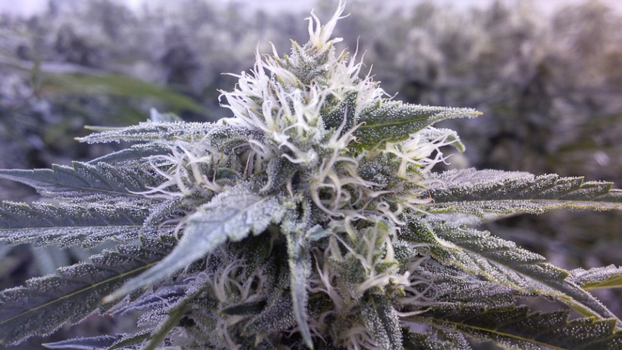 Cannabis Water Use