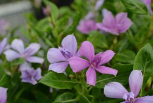 Catharanthus 'Soiree Double Orchid' (Suntory Flowers)