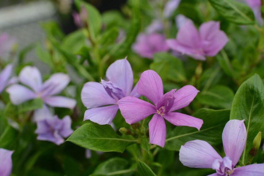 Catharanthus 'Soiree Double Orchid' (Suntory Flowers)