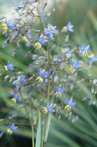 Dianella 'Coolvista' (Southern Living Plant Collection and Sunset Plant Collection)