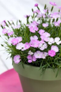 Dianthus 'Beauties Vida' (Hilverdaflorist)