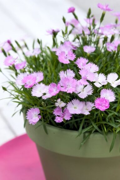 Dianthus 'Beauties Vida' (Hilverdaflorist)