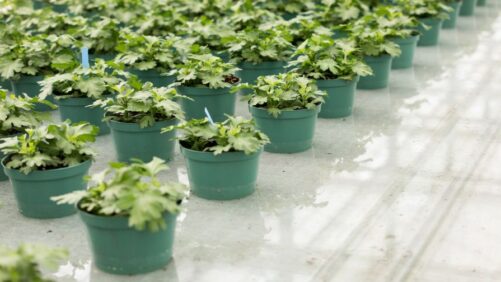 Expert Advice on Choosing the Right Irrigation System