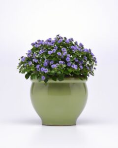 Exacum 'Jupiter Blue' (Ball Ingenuity)