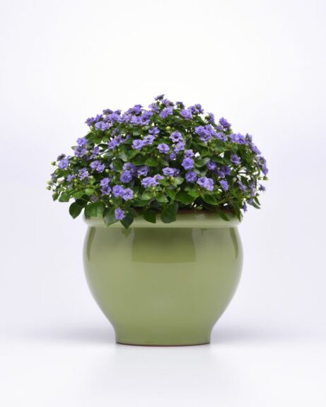 Exacum 'Jupiter Blue' (Ball Ingenuity)