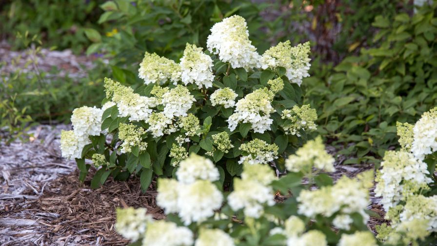First Editions Little Hottie Hydrangea