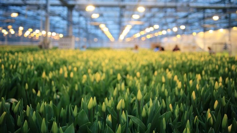 Greenhouse Automation