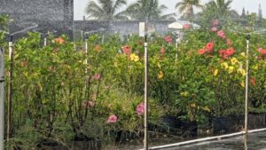 Florida Nursery Industry Monitoring Hibiscus Bud Weevil