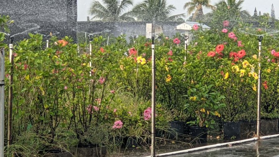 HIbiscus bud weevil research plot at UF IFAS