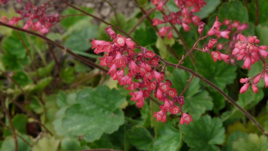 Heuchera Purple Bells