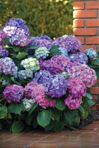 Hydrangea 'LA Dreamin'' (Star Roses and Plants)