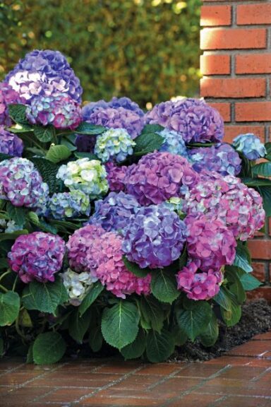 Hydrangea 'LA Dreamin'' (Star Roses and Plants)