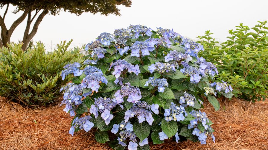 Hydrangea Pop Star (Bailey)