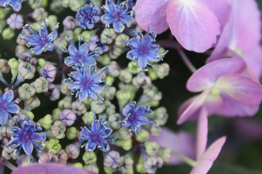 Hydrangea serrata 'Tuff Stuff' (Spring Meadow Nursery)