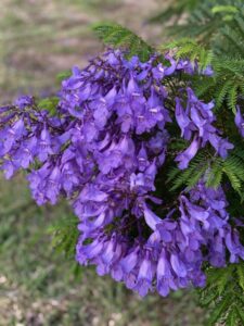 Jacaranda 'Bonsai Blue' (Star Roses and Plants)