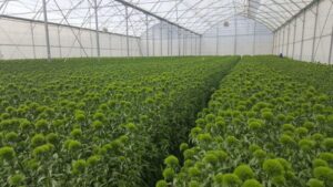 Selecta One Partners With Italian Carnation Breeder