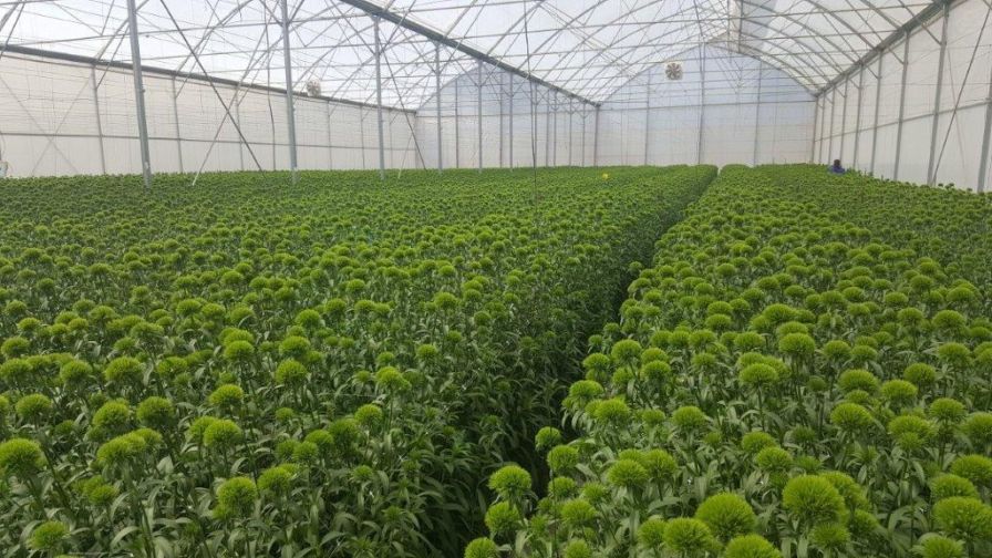 Moraglia Breeding Kiwi Mellow Greenhouse
