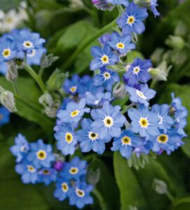 Myosotis 'Bellamy Blue' (Ernst Benary of America)