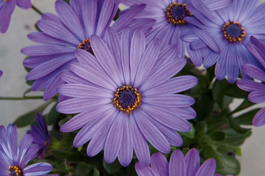 Osteospermum 'Zion Blue Denim' (Selecta One)
