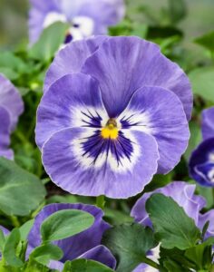 Pansy 'Cello Deep Marina' (Hem Genetics)