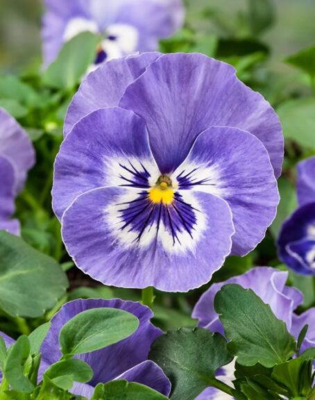 Pansy 'Cello Deep Marina' (Hem Genetics)
