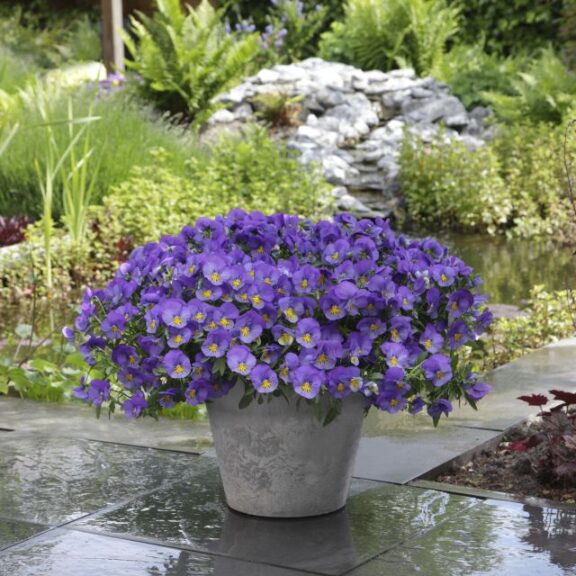 Pansy 'Cool Wave Blue Skies' (PanAmerican Seed)