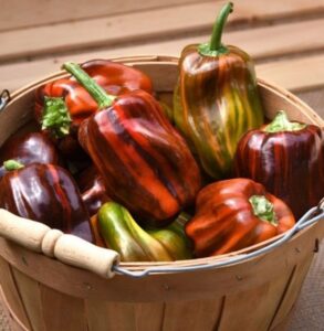 Pepper 'Candy Cane Chocolate Cherry'