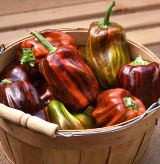 Pepper 'Candy Cane Chocolate Cherry'