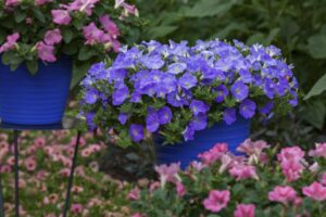 5. Varieties That Can Help You Tap Into the 2022 Color of the Year