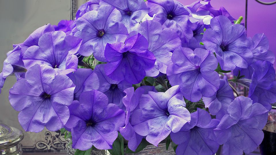 Petunia 'Evening Scentsation' (American Takii)