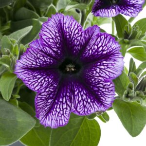 Petunia 'Tea Indigo Vein' (Beekenkamp)