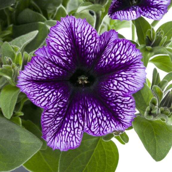 Petunia 'Tea Indigo Vein' (Beekenkamp)