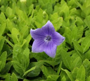 Platycodon 'Astra Blue' (Emerald Coast Growers)