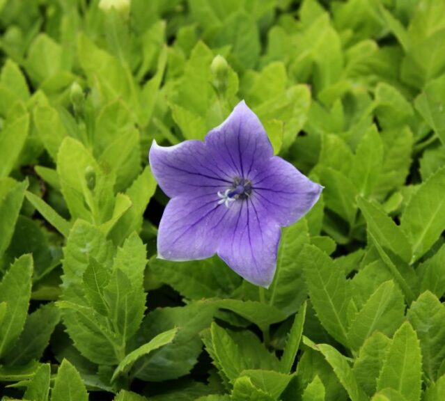 Platycodon 'Astra Blue' (Emerald Coast Growers)
