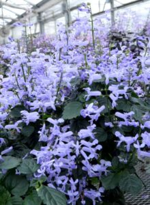 Plectranthus 'Velvet Idol' (Terra Nova Nurseries)