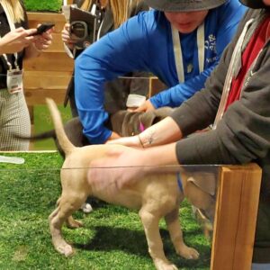 Puppies at GottaGo Grass booth