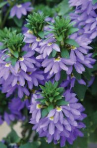 Scaevola 'Fairy Blue' (Selecta One)