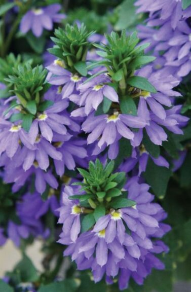 Scaevola 'Fairy Blue' (Selecta One)