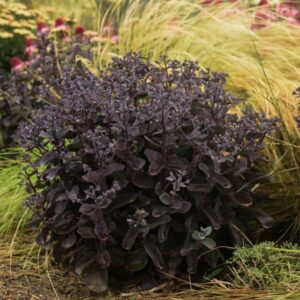 Sedum 'Back in Black'