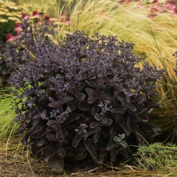 Sedum 'Back in Black'